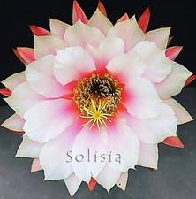 Trico---eus hybrid "Sol Magnolia" cactus, Kakteen