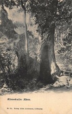 Kinnekulle Svezia ~ Eken