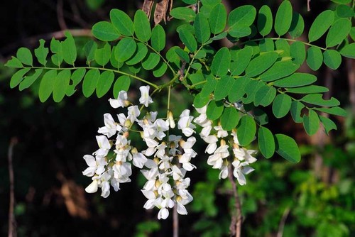 Semi robinia - semi, (robinia