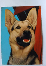 CARTOLINA CANE PASTORE - C2-b
