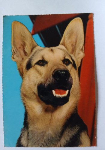 Cartolina cane pastore c2 - cane, c2-b