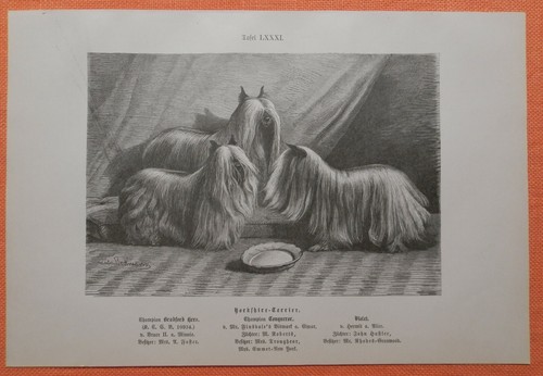 Yorkshire terrier incisione - incisione, su