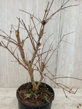 Bonsai prebonsai Melograqno