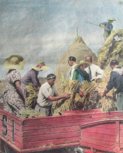 Mussolini miete grano - miete,