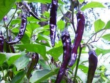 Cayenne Purple Hot Pepper