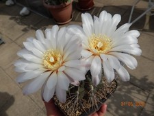 Gymnocalycium brachypetalum