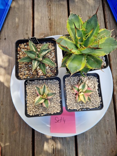 Set variegato agave - variegato,