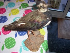 Tassidermia Uccello Imbalsamato Pavoncella Vanellus