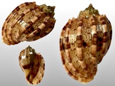 Harpidae, Harpa kajiyamai