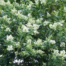 Privet - Ligustrum ovalifolium