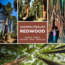 SEMI DI SEQUOIA / SEQUOIA GIGANTE - quantità a scelta - sequoia - resistente all'inverno