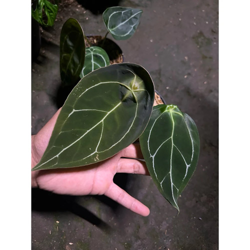 Anthurium forgetii white