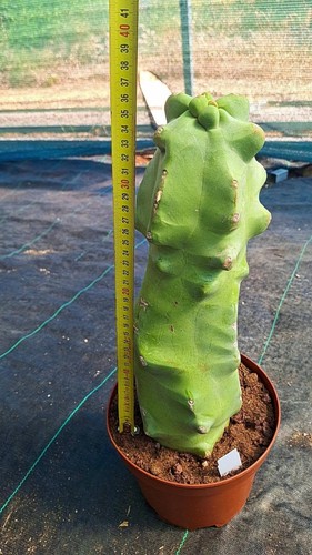 Lophocereus schottii major - schottii,