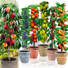 Lotto 12 alberi da - alberi,