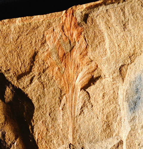 Rarissima pianta fossile