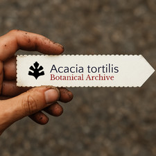 Acacia tortilis SEEDS -  -