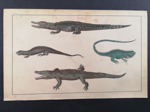 Altkolorierte lithographie von - altkolorierte,