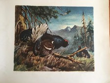 ROBERTO LEMMI - STAMPA