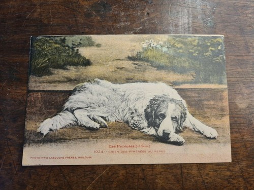Cartolina cane dei pirenei - cane,