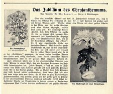Il Giubileo del Crisantemo * Saggio del Prof.Udo Dammer 1908