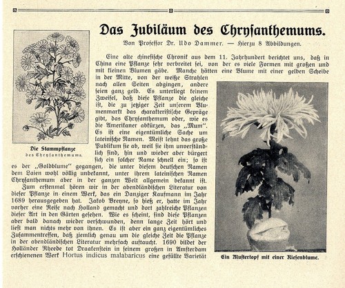 Giubileo del crisantemo - giubileo,