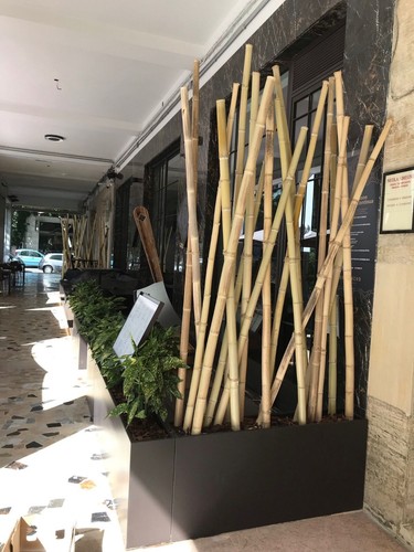 Canne bamboo gigante - di, 100