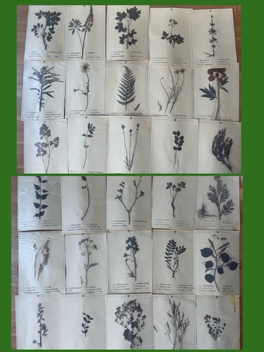 Herbarium pflanzen 60er - pflanzen,
