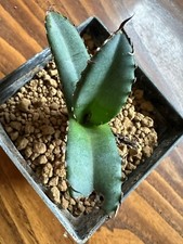 Agave titanota, Own Root, 6.5  cm, Not Copiapoa, Aztekium, Ariocarpus