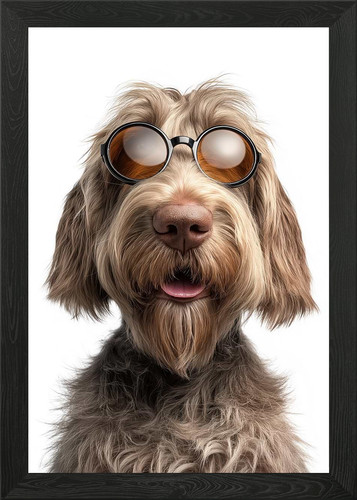 Cool spinone italiano - spinone, con