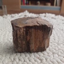 Pezzo di legno pietrificato (foresta fossile)