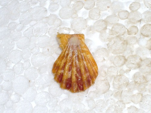 Manupecten pesfelis orange - manupecten,