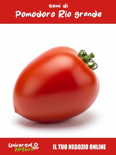 Semi di pomodoro roma - semi,