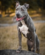 POSTER LOCANDINA ADESIVO QUADRO DECORATIVO - PITBULL AMSTAFF DOGO CANE CORSO 