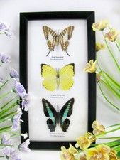 3 farfalle vere, imbottite, bellissime in vetrina - pezzo unico - murale   3  78