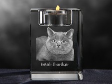 British Shorthair, Candelabro