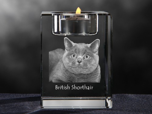 British shorthair candelabro - shorthair,,