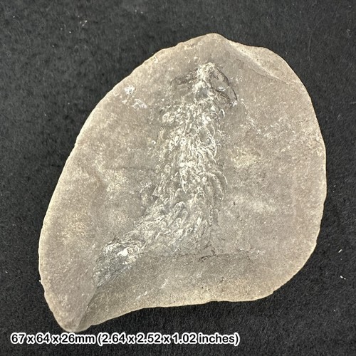 Rare sigillariostrobus plant - sigillariostrobus,