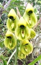 Catasetum integerrimum, pianta