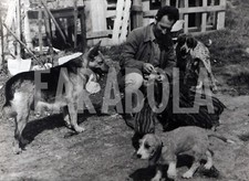 Foto vintage Animali, Baby cinghiali e cani, 1974, Francia, Stampa 24 x 18 cm