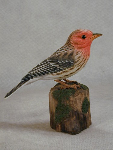 Pipta gola rossa intaglio