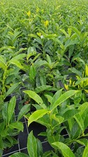 Prunus laurocerasus caucasica - prunus, 'caucasica