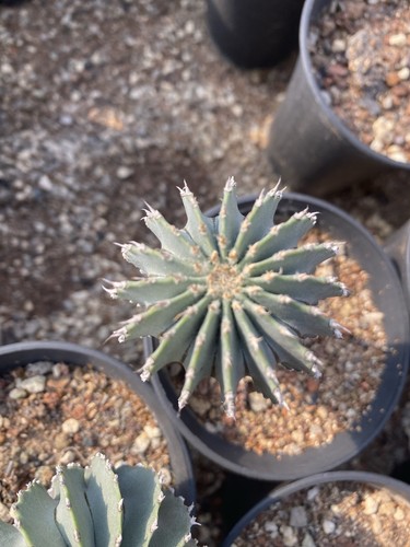 Pianta succulenta geohintonia - succulenta,