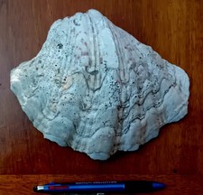 Conchiglia grande fossile