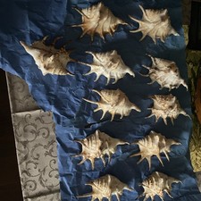 Conchiglie Da Collezione 