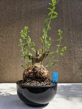 Old European Olive Bonsai