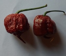 20 semi di Peperoncino