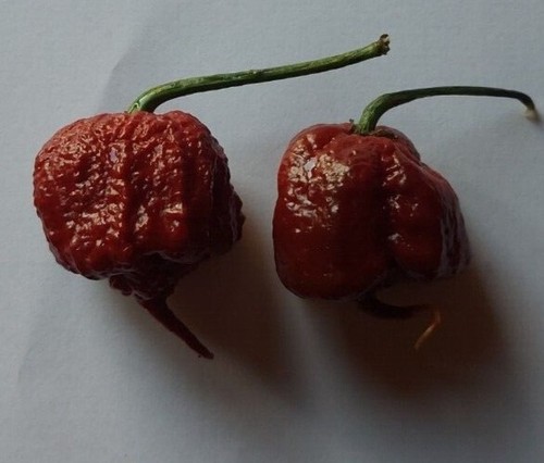 Semi peperoncino - semi,
