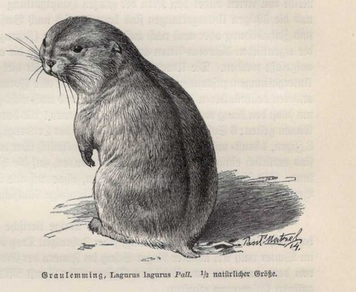 Steppenlemming lagurus - steppenlemming, (lagurus