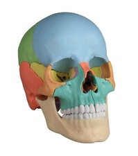 Modello Didattico Cranio
