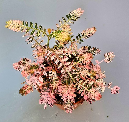 Bellissimo phyllanthus - bellissimo,